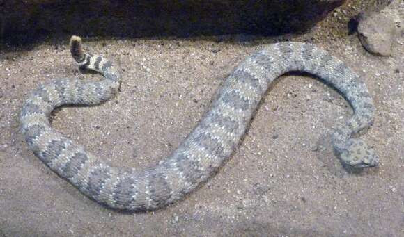 Image of Speckled Rattlesnake