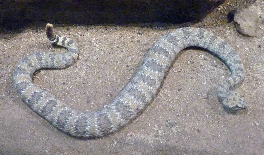 صورة Crotalus mitchellii (Cope 1861)