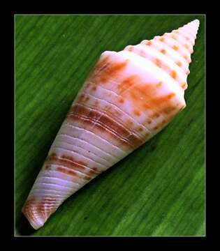 Image of Conasprella Thiele 1929