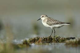 Image of Calidris Merrem 1804