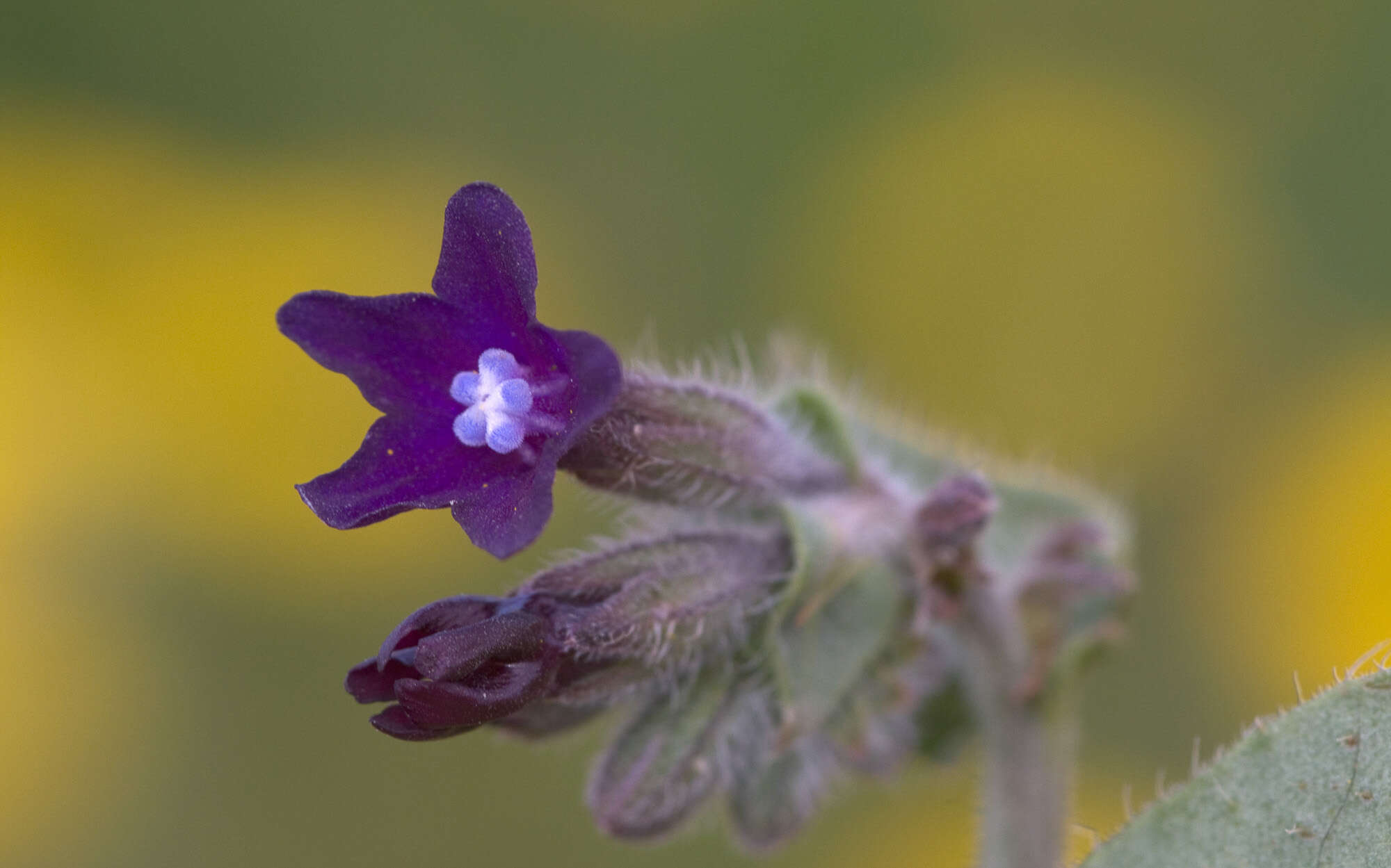 Anchusa hybrida Ten.的圖片