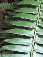 Image of hollyfern