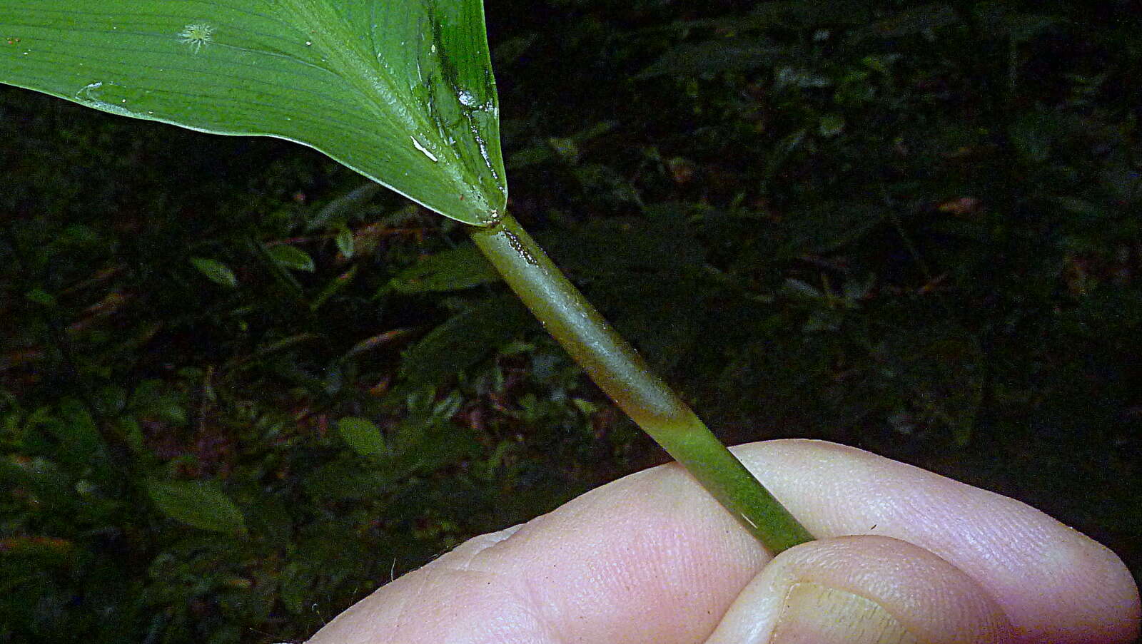 Image de Goeppertia brasiliensis (Körn.) Borchs. & S. Suárez