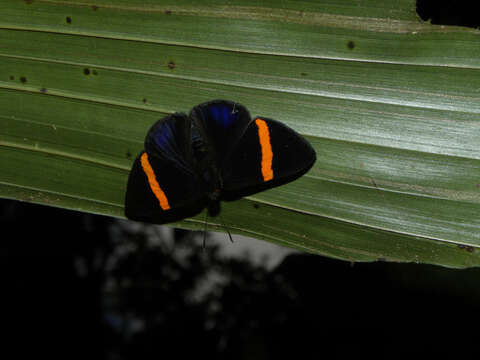 Image of Panaropsis elegans