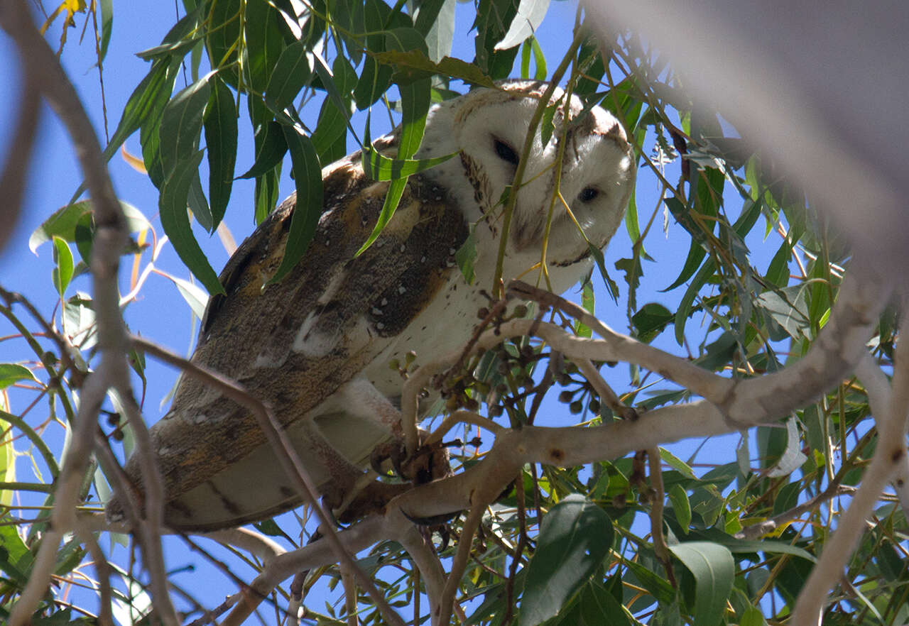 Image of barn owls, masked owls, and bay owls