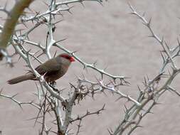 Image of Common Waxbill