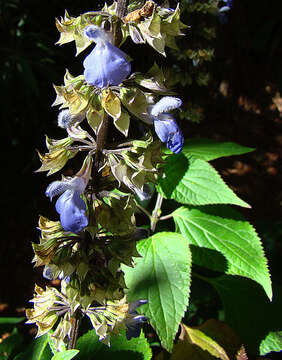 Image of Salvia roscida Fernald