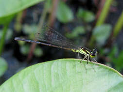 Image of forktail