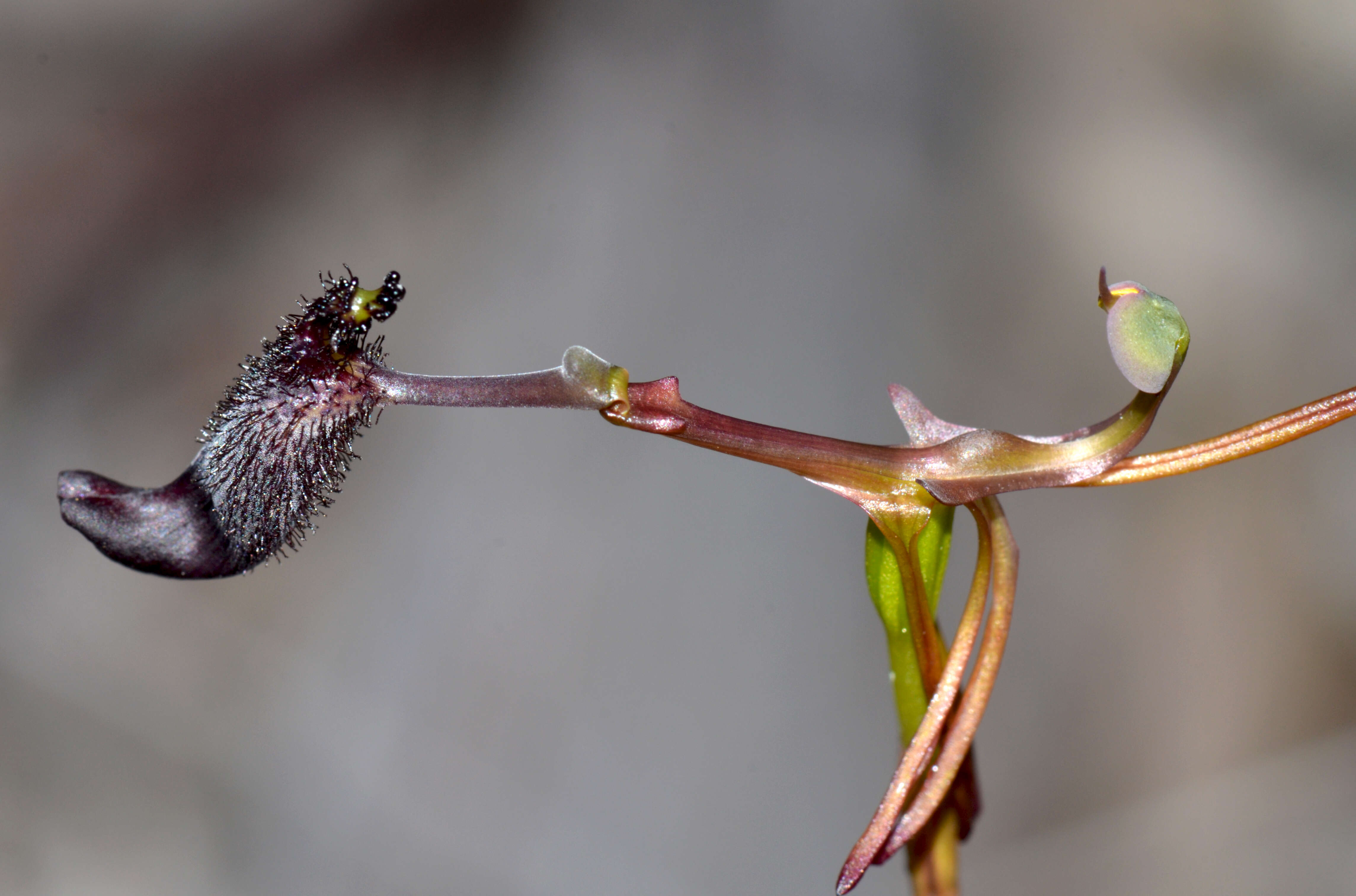 Image de Drakaea gracilis Hopper & A. P. Br.