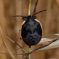 Image of Pentatomoidea