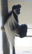 Image of Black-and-white Colobus Monkeys