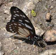 Image of common graphium