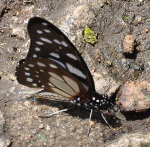 Image of common graphium