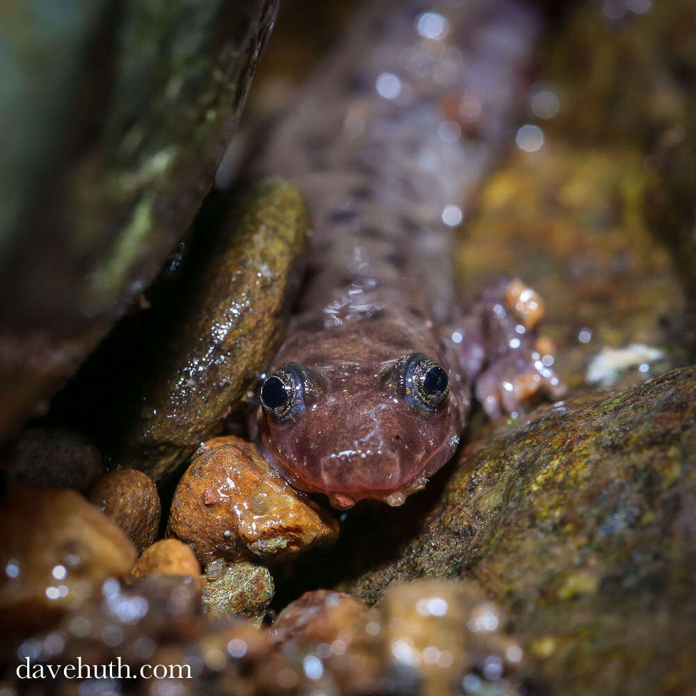 Image of dusky salamanders