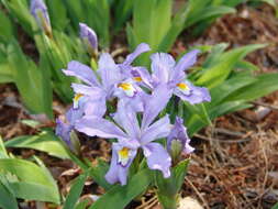 Image of crested iris