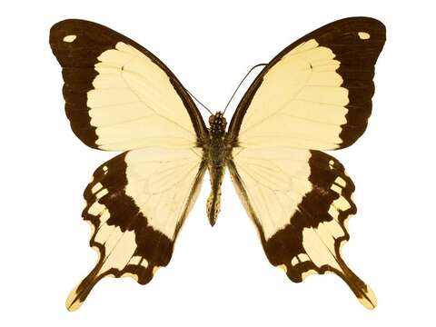 Image of African Swallowtail