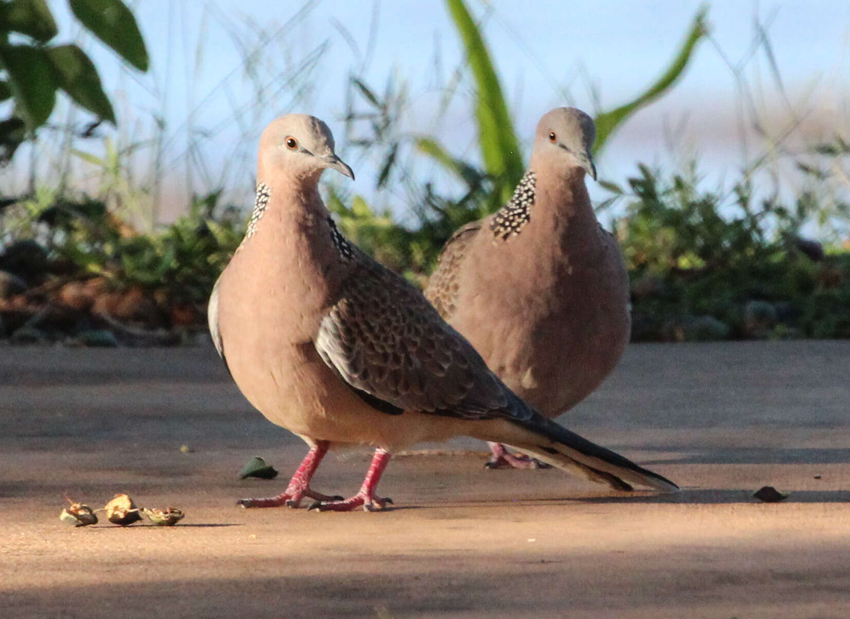 Image of spotted dove