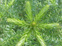 Image of Araucaria