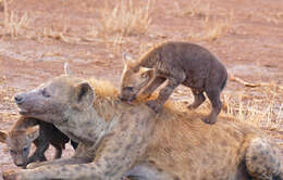 Image of Spotted Hyaenas