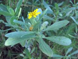 Image of seaside tansy