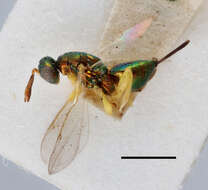 Image of torymid wasps