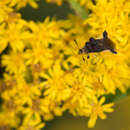 Image of Pennsylvania Ambush Bug
