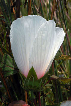 Image of crimsoneyed rosemallow