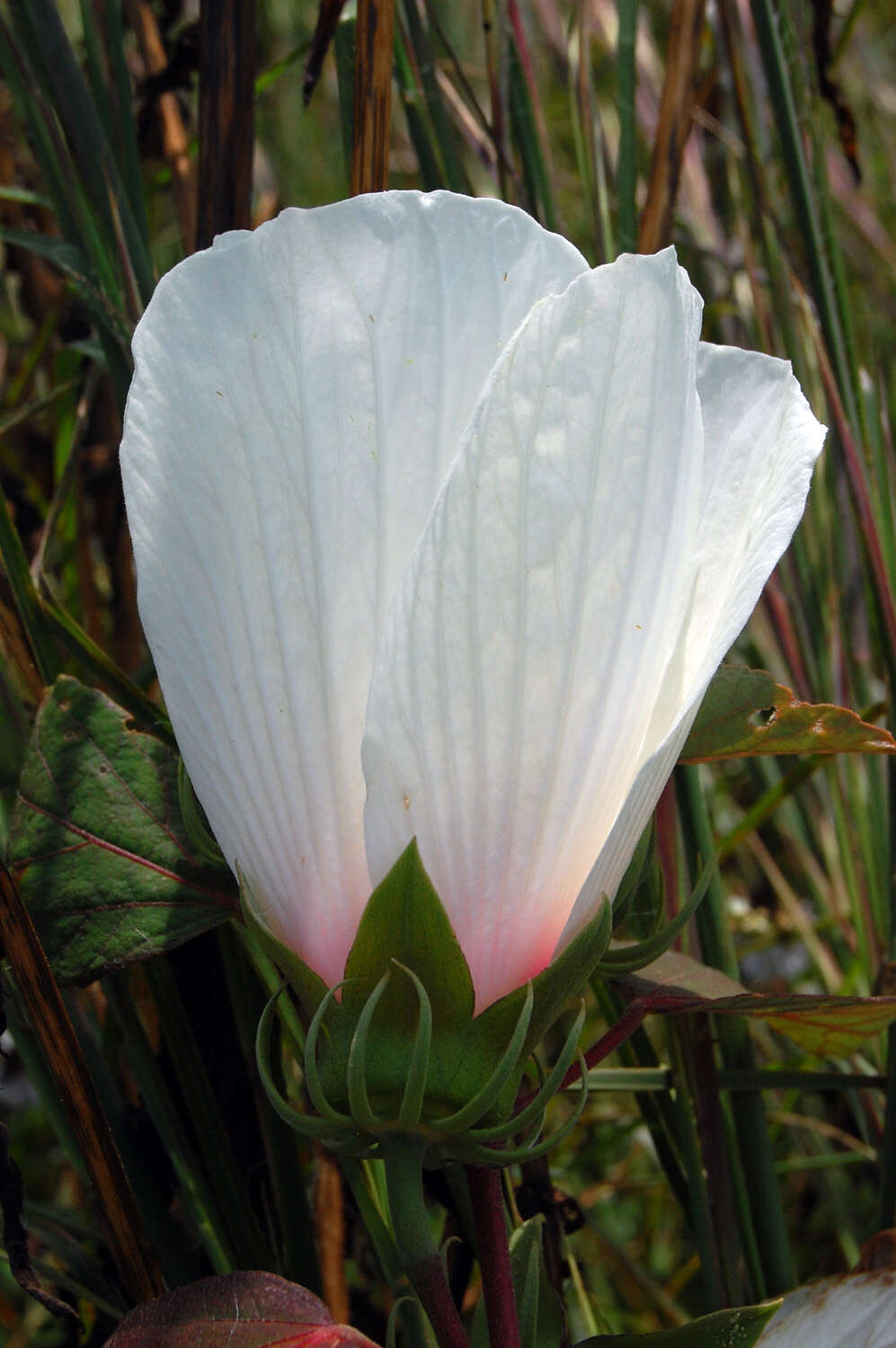 Image of crimsoneyed rosemallow