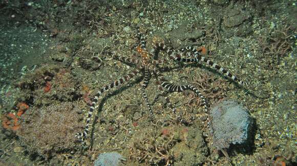 Image of Wunderpus Hochberg, Norman & Finn 2006