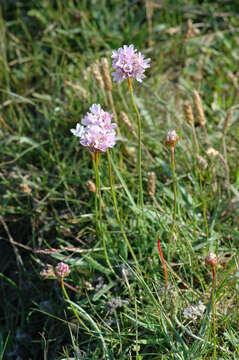 Image of thrift seapink