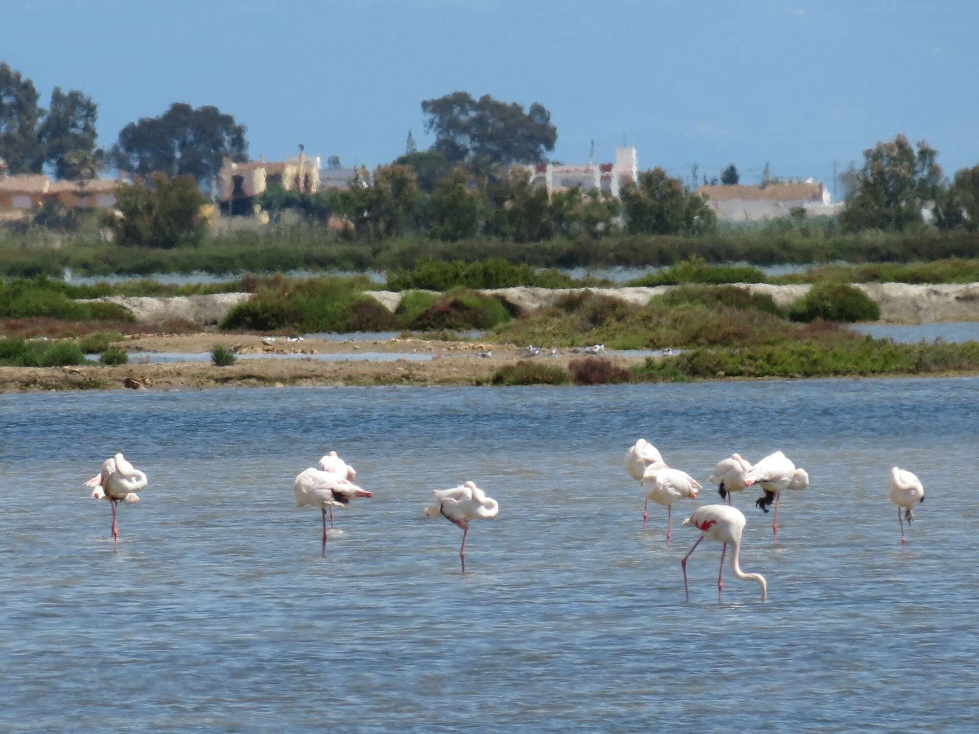 Imagem de Phoenicopterus Linnaeus 1758