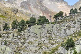 Image of Mountain Pine