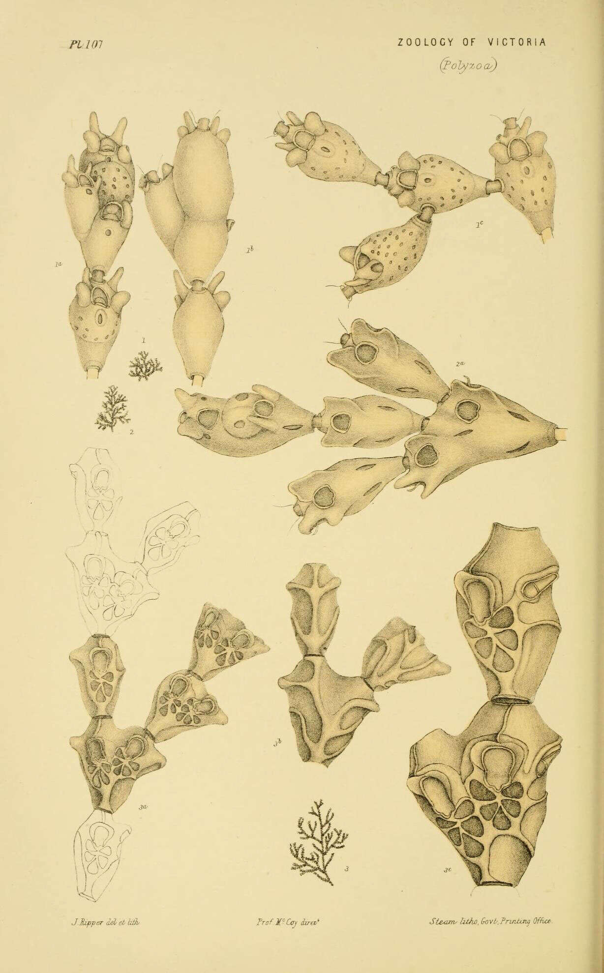 Image de Catenicellidae Busk 1852