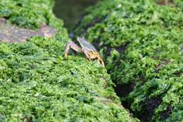 Image of Shore crab