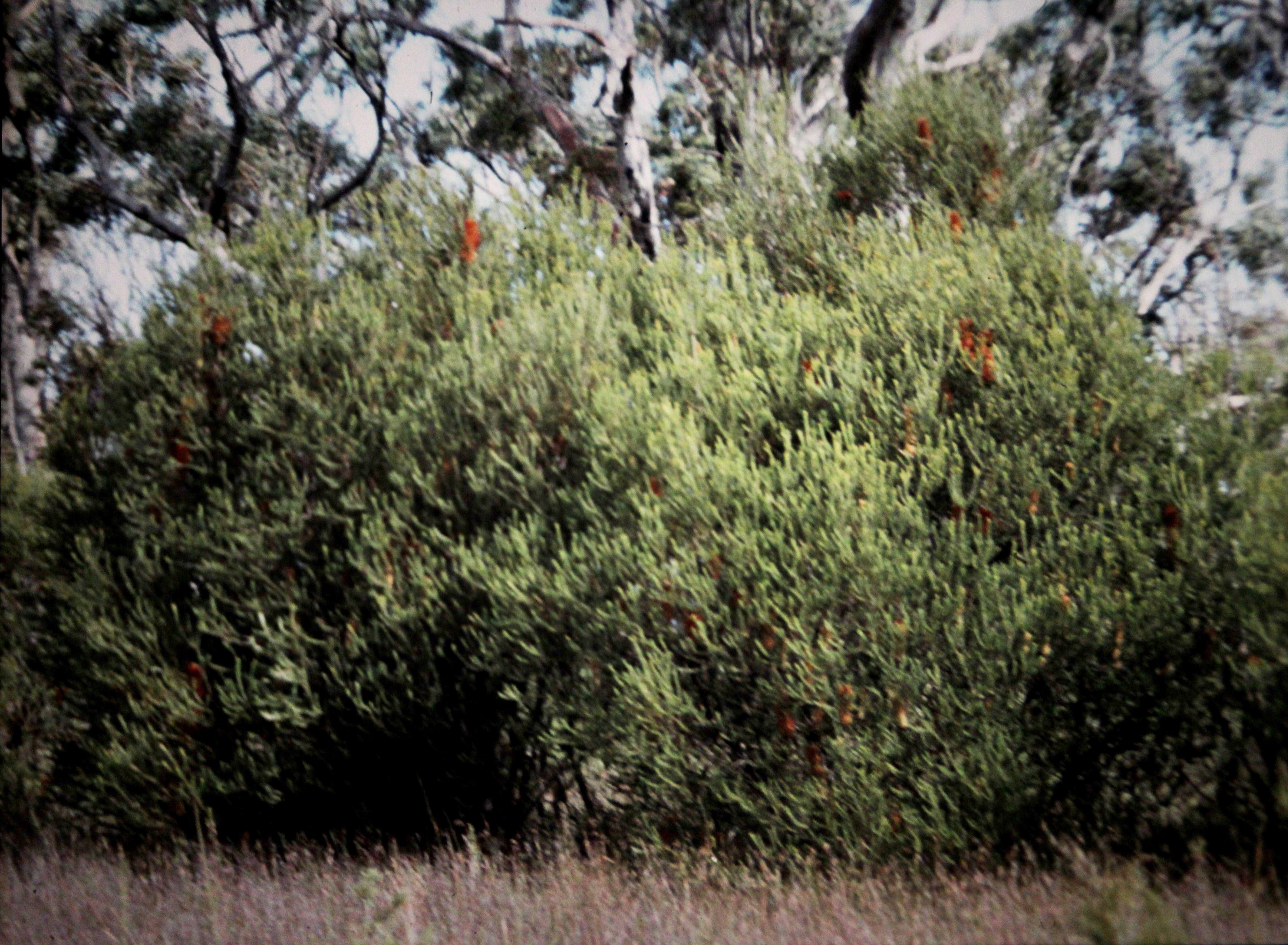 Image of heath-leaf banksia