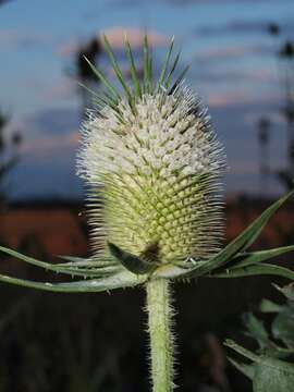 Image of cutleaf teasel