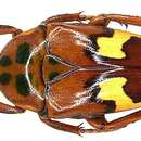 Image of Anisorrhina quadricornis