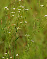 Image of prairie fleabane