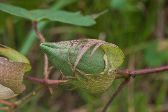 Image of upland cotton