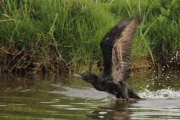 Plancia ëd Phalacrocorax sulcirostris (Brandt & JF 1837)