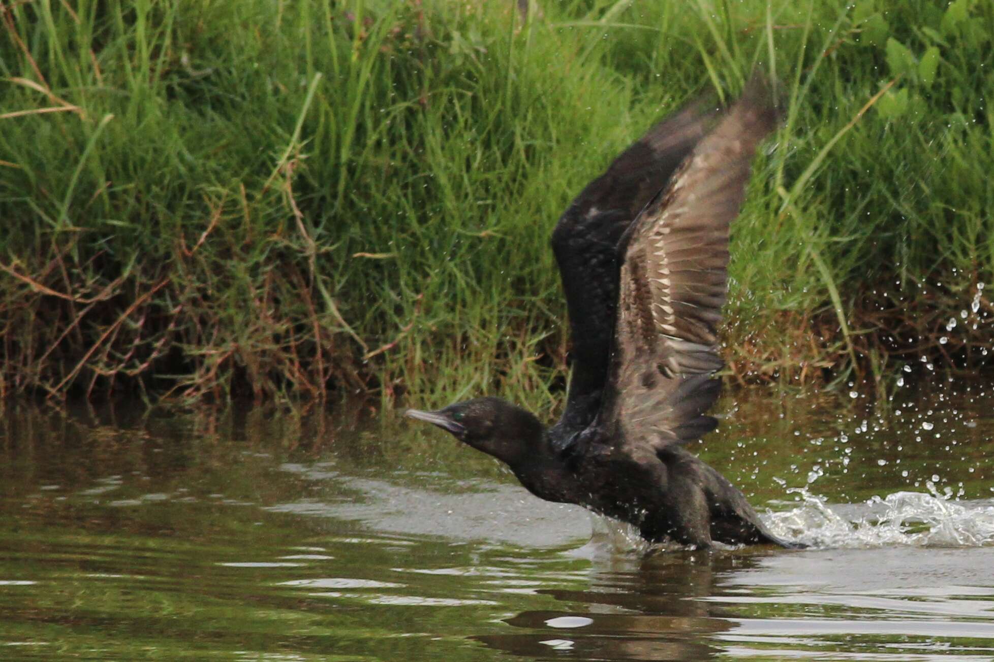 Image of Phalacrocorax Brisson 1760