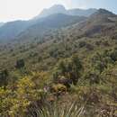 Image of Pince's Pinyon Pine