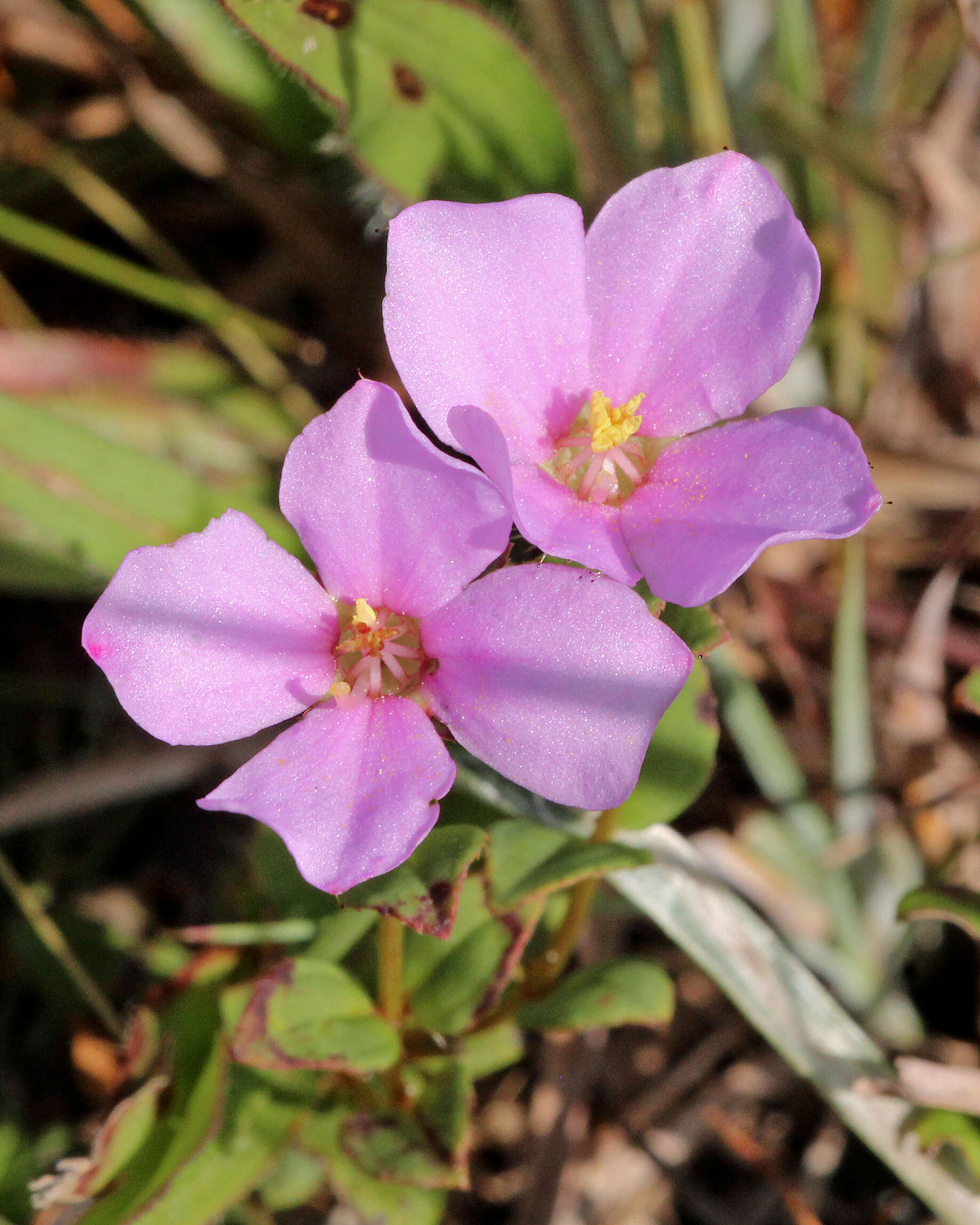 Imagem de Rhexia nuttallii C. W. James