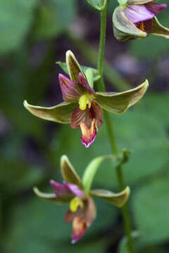 Image of Stream orchid