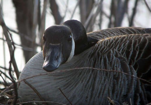 Image of Hawaiian goose