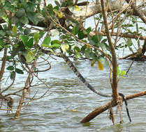 Image of Chicken Snake