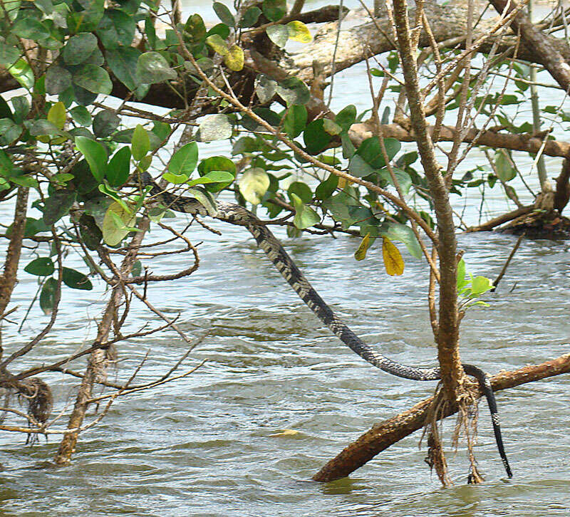 Image of Chicken Snake