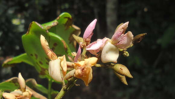 Image of Zollernia latifolia Benth.