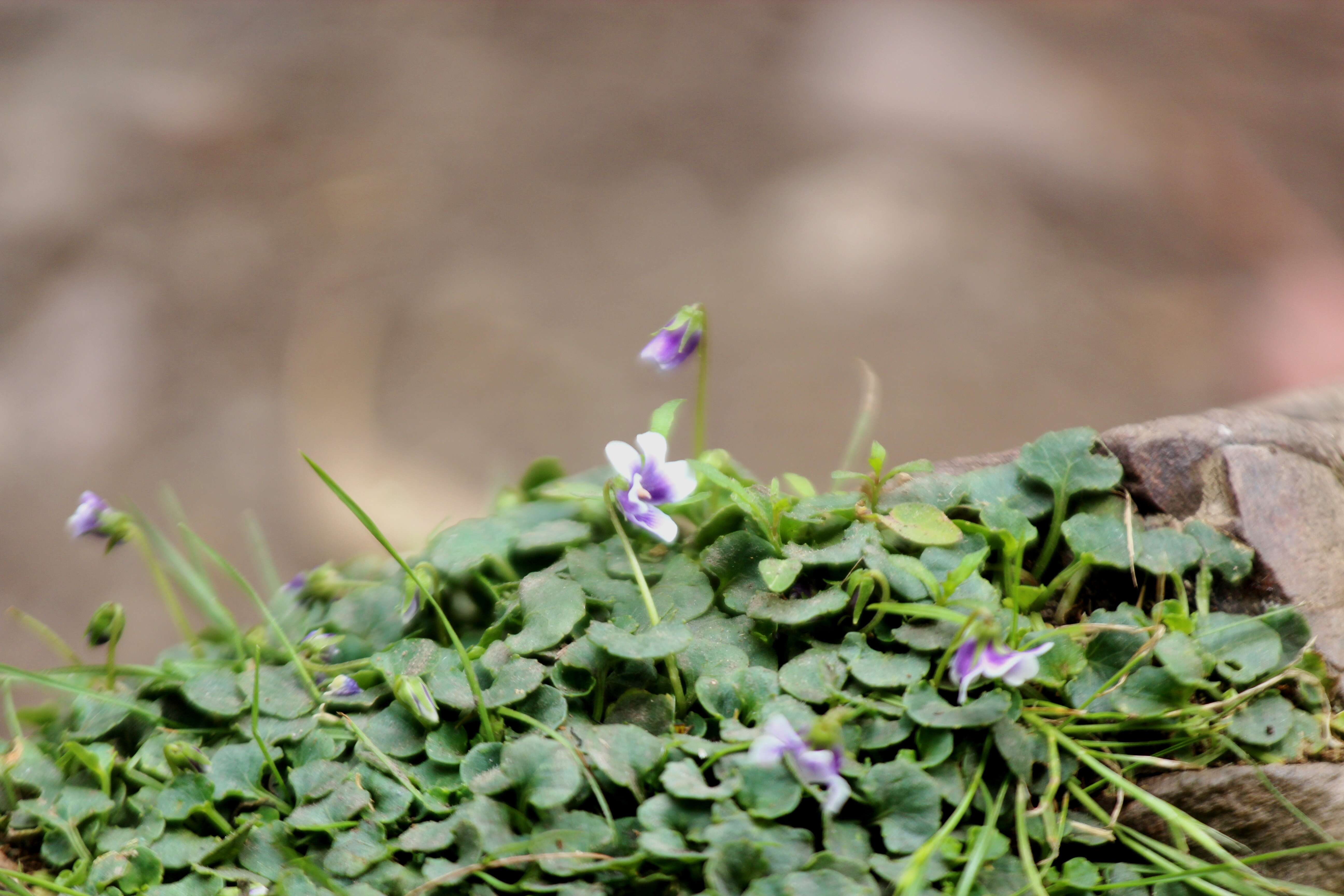 Image of Viola hederacea subsp. hederacea