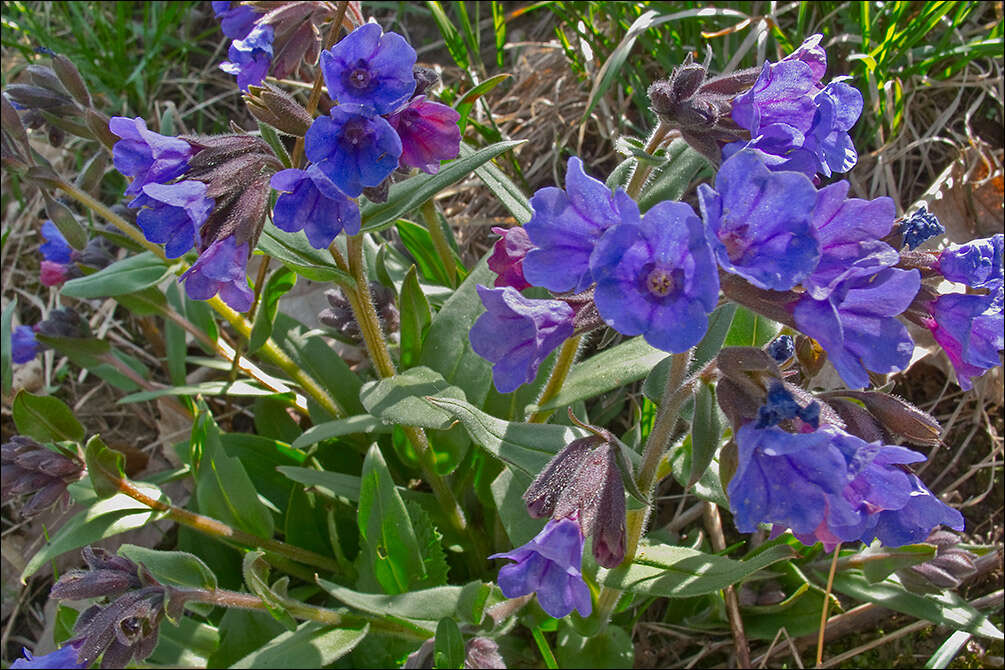 Image of Pulmonaria australis (J. Murr) W. Sauer